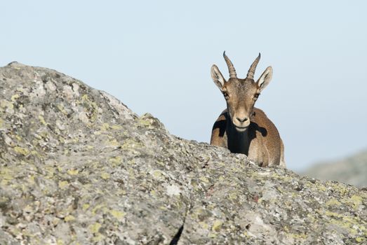 Iberian ibex, Capra pyrenaica, Iberian Ibex, Spain, on top of the rock