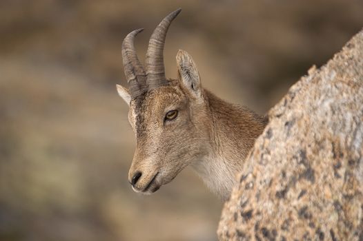 Iberian ibex, Capra pyrenaica, Iberian Ibex, Spain, on top of the rock