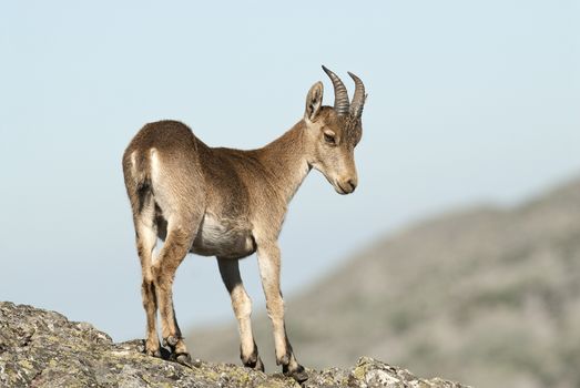 Iberian ibex, Capra pyrenaica, Iberian Ibex, Spain, on top of the rock