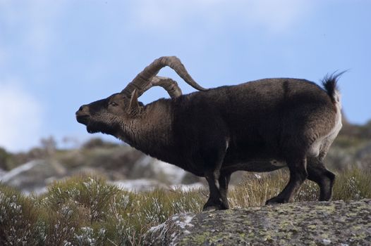 Mountain goat Iberian, Capra pyrenaica, Iberian Ibex, Spain, in the snow