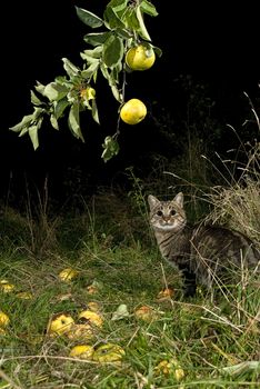 Night cat looking for food and apple tree