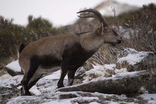 Mountain goat Iberian, Capra pyrenaica, Iberian Ibex, Spain, in the snow