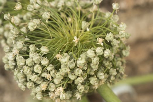 Onion flower and seeds in the garden