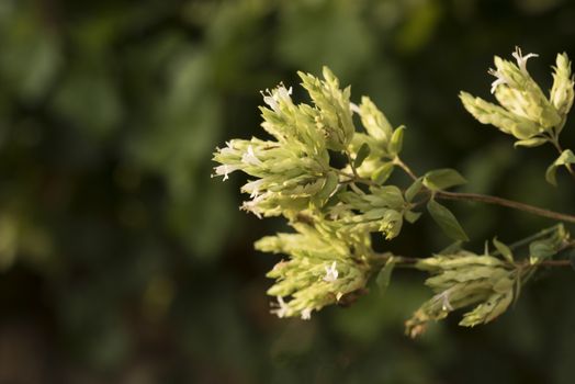 Oregano flower, Origanum vulgare