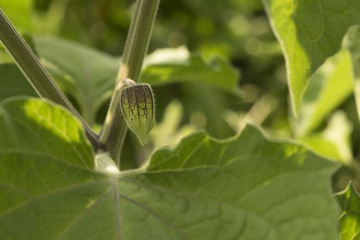 physalis peruviana, in the orchard, fruit, plant, leaves