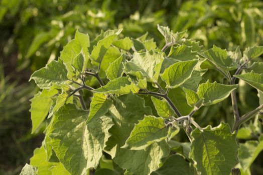 physalis peruviana, in the orchard, fruit, plant, leaves