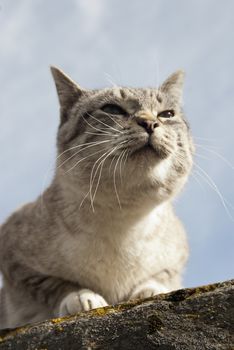 portrait of stray cat