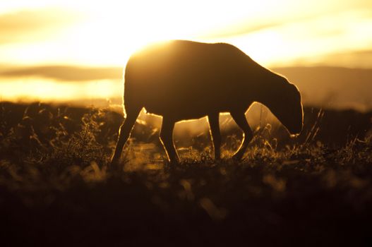 sheep eating at sunset, backlight