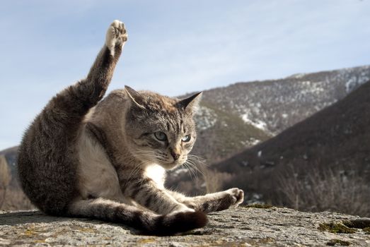 portrait of stray cat in rare posture