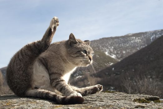 portrait of stray cat in rare posture