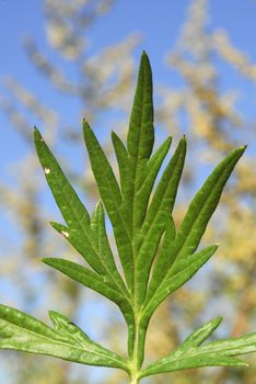 Artemisa vulgaris, Allergens Plants