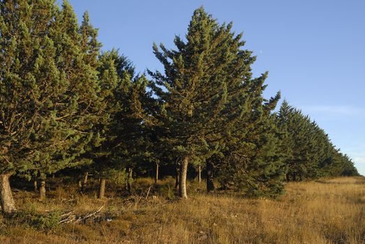 Cupressus arizonica, Allergens Plants