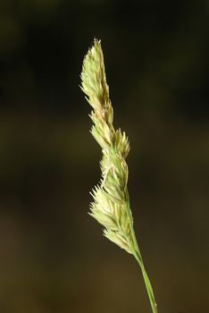 Dactylis glomerata, Allergens Plants