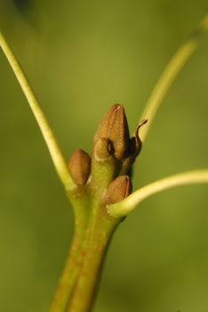 Fraxinus excelsior, Allergens Plants