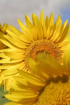 Helianthus annus, Sunflower, Allergens Plants