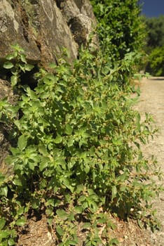 Parietaria judaica, Allergens Plants