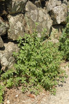 Parietaria judaica, Allergens Plants