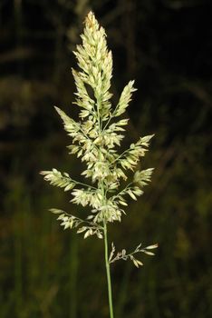 Poa pratensis, Allergens Plants