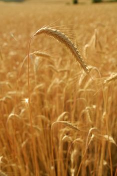 Secale cereal, Rye, Allergens Plants