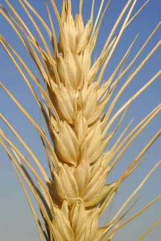 Triticum aestivum,Wheat, Allergens Plants