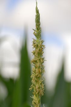 Zea mays, Corn, Allergens Plants