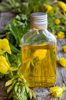 A bottle of evening primrose oil and fresh blooming plant 