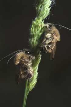 Bees sleeping on a spike of cereal