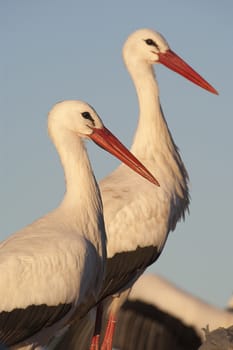 Close-up of white stork, Ciconia ciconia