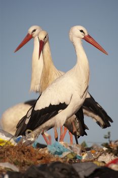 Group of white stork in the garbage, Ciconia ciconia