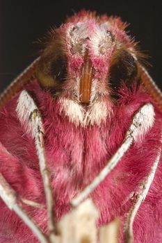 hawk moth (Deilephila porcellus) close-up