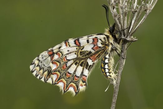 Spanish Festoon Butterfly Zerynthia rumina