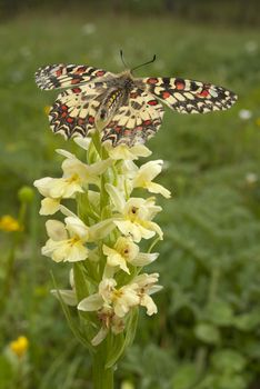 Spanish Festoon butterfly Zerynthia rumina perched on an orchid, Orchis insularis