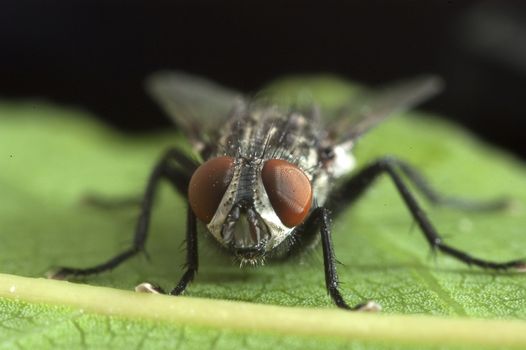 The House Fly (Musca domestica) close-up