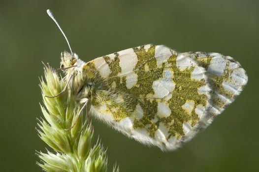 The orange tip butterfly (Anthocharis cardamines)