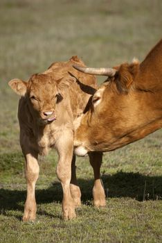 A newborn calf and his mother a cow
