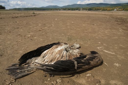 A vulture killed by poison in the dry bed of a reservoir, Gyps fulvus