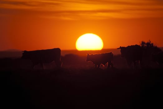 Cows on ranch at sunset, backlight