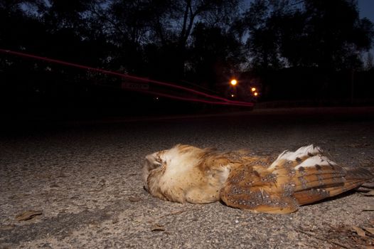 Barn owl hit by a car on the road, Tyto Alba