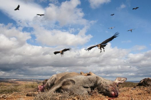 Griffon Vulture, Gyps fulvus, large birds of prey in flight and going down to eat a roe deer, Capreolus capreolus