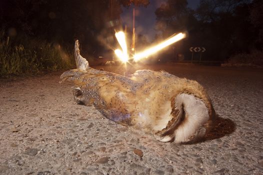 Barn owl hit by a car on the road, Tyto Alba