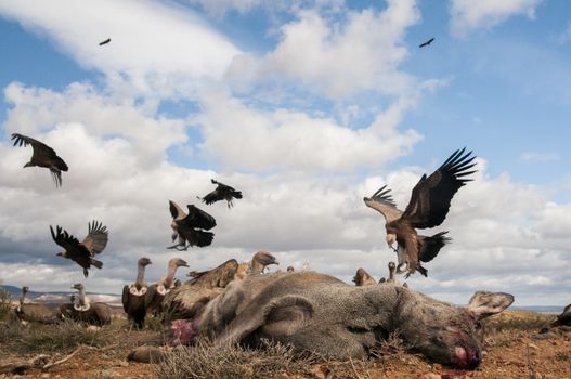 Griffon Vulture, Gyps fulvus, large birds of prey in flight and going down to eat a roe deer, Capreolus capreolus