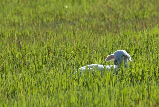 Little lamb on a green meadow at sunset