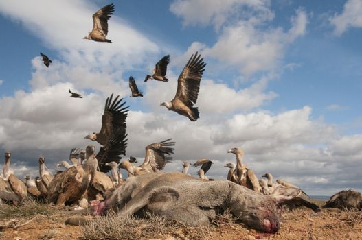 Griffon Vulture, Gyps fulvus, large birds of prey in flight and going down to eat a roe deer, Capreolus capreolus