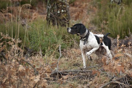 Hunting dog, pointer breed, pointing