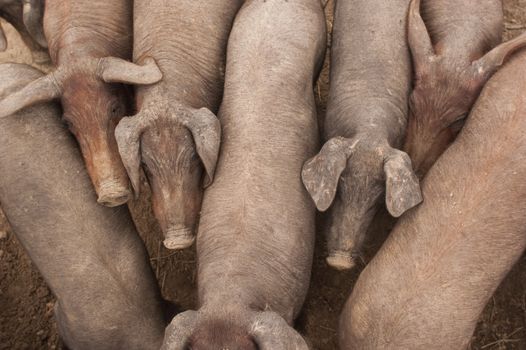 Pigs of the Iberian breed, Spain, Pata negra, Jabugo