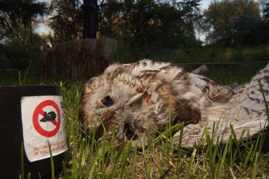 Owl poisoned by rat poison. Eurasian Tawny Owl, Strix aluco