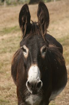 Portrait of donkey with flies