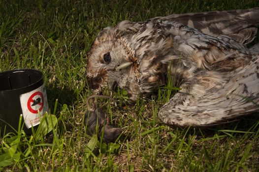 Owl poisoned by rat poison. Eurasian Tawny Owl, Strix aluco