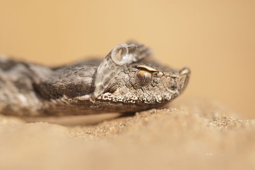 Portrait of a snout viper changing its skin, Vipera latastei, A Lataste's Viper