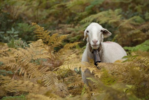 Portrait of sheep among ferns